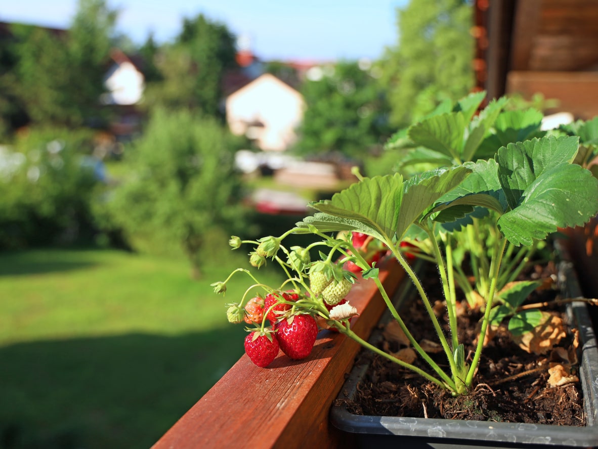 Erdbeeren auf Balkon